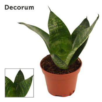 Taščin jezik - Sanseveria trifasciata hahnii Hahnii 6 cm Green (Decorum) 14cm 6cm Q4936