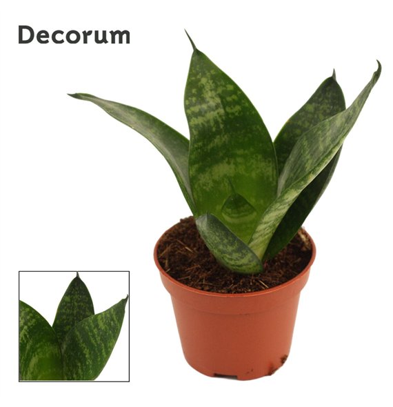 Taščin jezik - Sanseveria trifasciata hahnii Hahnii 6 cm Green (Decorum) 14cm 6cm Q4936