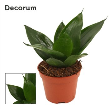 Taščin jezik - Sanseveria trifasciata hahnii Hahnii 6 cm Black Jade (Decorum) 14cm 6cm Q4937