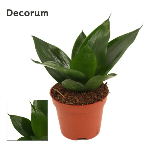 Taščin jezik - Sanseveria trifasciata hahnii Hahnii 6 cm Black Jade (Decorum) 14cm 6cm Q4937