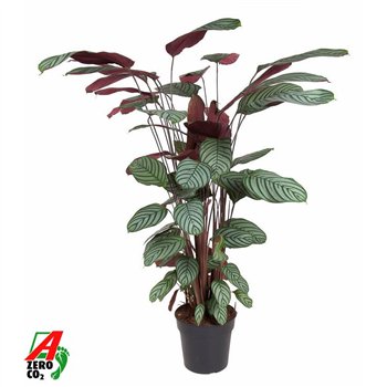 Kalateja oppenheimiana Oppenheimianazonder flower fl  1 pp 130cm 27cm Q1149