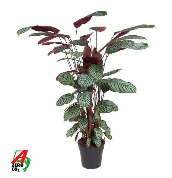 Kalateja oppenheimiana Oppenheimianazonder flower fl  1 pp 130cm 27cm Q1149