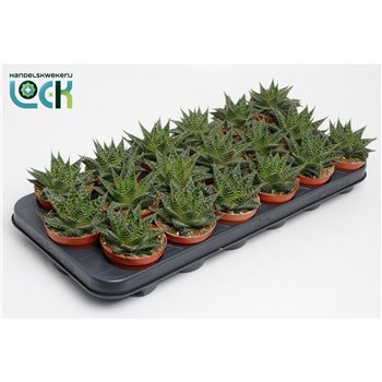 Aloe Aloë Aristata special 15cm 8.5cm Q257