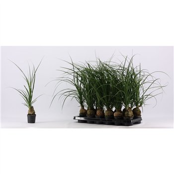 Nolina Beaucarnea recurvata bulb 9 cm (1 heads) 1 stems plnt 20cm 9cm Q710