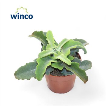 Kalanhoja Maltese Cross1 pp 15cm 8.5cm Q2686