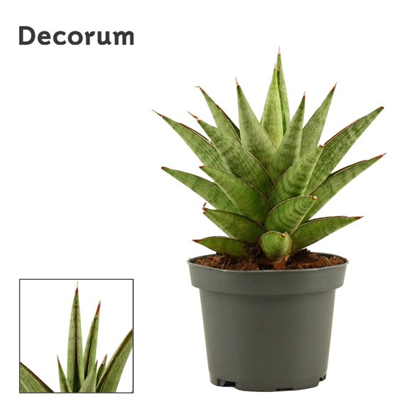 Taščin jezik - Sanseveria Jewel crown 9cm Decorum 18cm 9cm Q4579