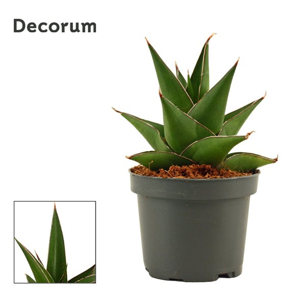 Taščin jezik - Sanseveria Abbey crown 9cm Decorum 15cm 9cm Q4580