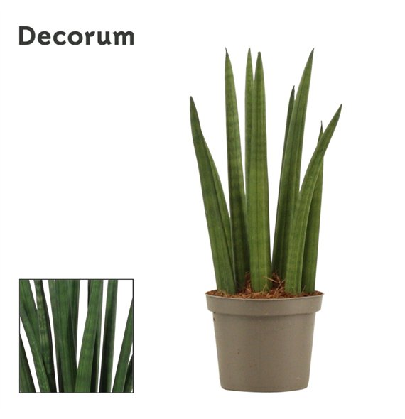 Taščin jezik - Sanseveria cylindrica Rocket 9cm Decorum 25cm 9cm Q4647