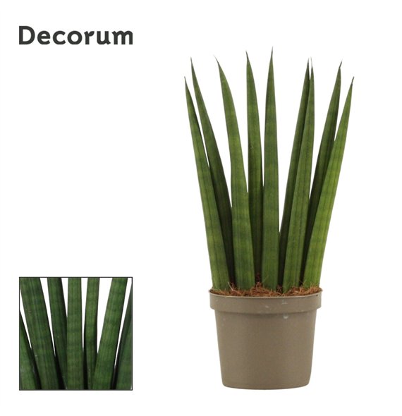 Taščin jezik - Sanseveria cylindrica Fan 9cm Decorum 25cm 9cm Q4648
