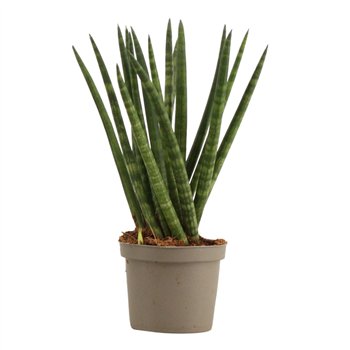 Taščin jezik - Sanseveria cylindrica Cylindrica 9 cm Spaghetti 25cm 9cm Q4753
