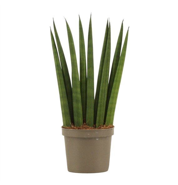 Taščin jezik - Sanseveria cylindrica Cylindrica 9 cm Fan 25cm 9cm Q4754