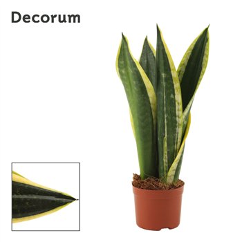 Taščin jezik - Sanseveria trifasciata Night Shade 9cm Decorum 30cm 9cm Q4761