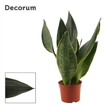 Taščin jezik - Sanseveria trifasciata Black Diamond 9cm Decorum 25cm 9cm Q4762