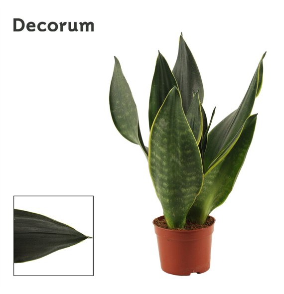 Taščin jezik - Sanseveria trifasciata Black Diamond 9cm Decorum 25cm 9cm Q4762