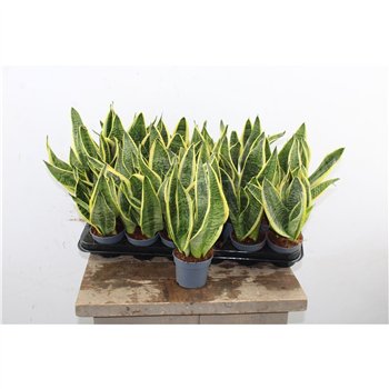 Taščin jezik - Sanseveria trifasciata futura superba Superba 30cm 9cm Q5036
