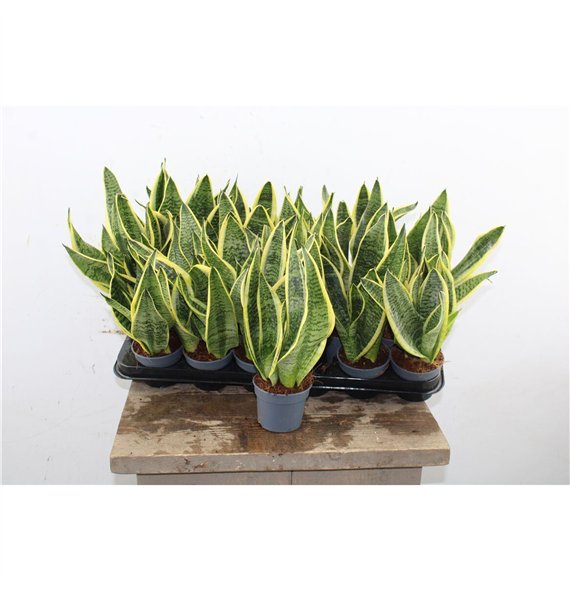 Taščin jezik - Sanseveria trifasciata futura superba Superba 30cm 9cm Q5036