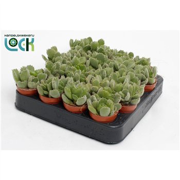 Cotyledon ladysmithiensis 10cm 5.5cm Q1012