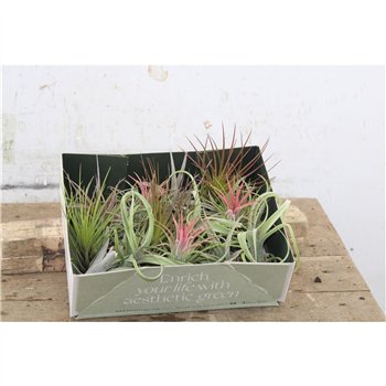 Tillandsia Mix 6cm 6cm Q5282