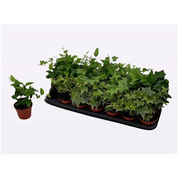 Hedera helix mix 7.5cm 8.5cm Q2380