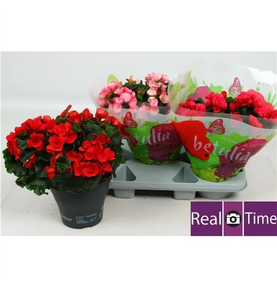 Begonija betula mix Betulia Mix 32cm 19cm Q764