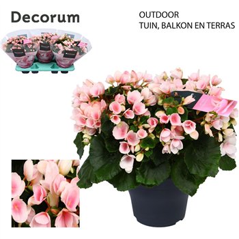 Begonija (elatior grp) betulia light Betulia 19cm outdoor Decorum2 pp 35cm 19cm Q818