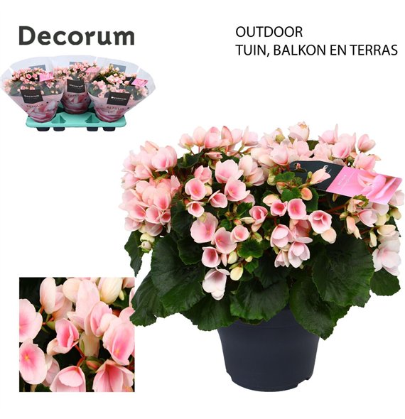 Begonija (elatior grp) betulia light Betulia 19cm outdoor Decorum2 pp 35cm 19cm Q818