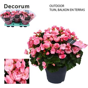 Begonija (elatior grp) betulia candy Betulia 19cm outdoor Decorum2 pp 35cm 19cm Q819
