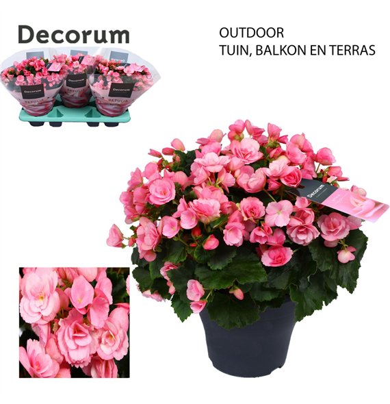 Begonija (elatior grp) betulia candy Betulia 19cm outdoor Decorum2 pp 35cm 19cm Q819
