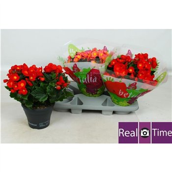 Begonija belove mix 32cm 19cm Q820