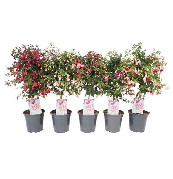 Fuchsia stem 75cm 19cm Q2094