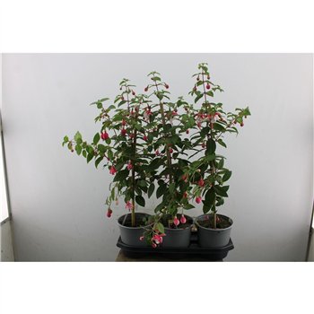 Fuchsia Angela 85cm 19cm Q2257