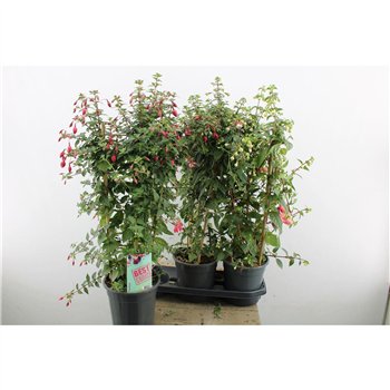 Fuchsia Rek 75cm 19cm Q2258