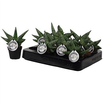 Taščin jezik - Sanseveria cylindrica boncel Boncellensis 6 cm 14cm 6cm Q4757