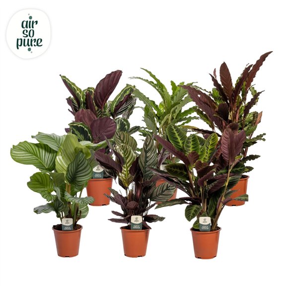 Kalateja mix 75cm 19cm Q1165