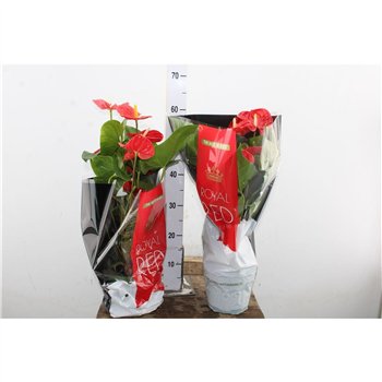 Anthurium andr  madural Anth An Madural 6+ 60cm 17cm Q471