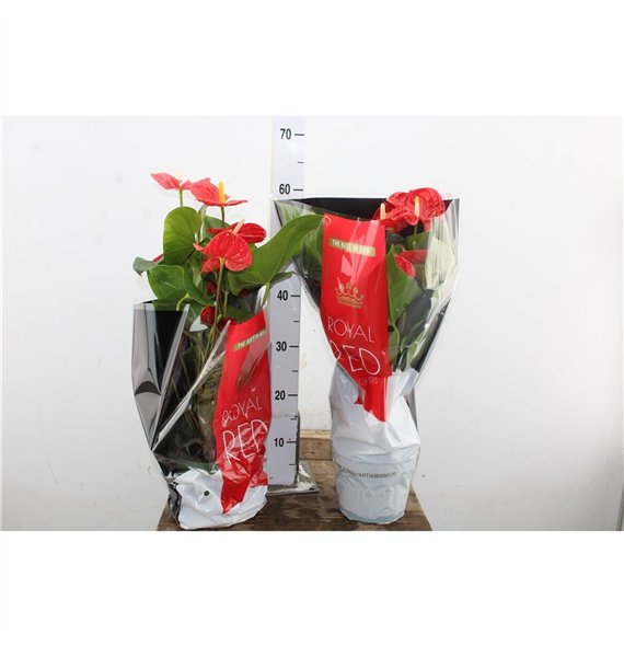 Anthurium andr  madural Anth An Madural 6+ 60cm 17cm Q471