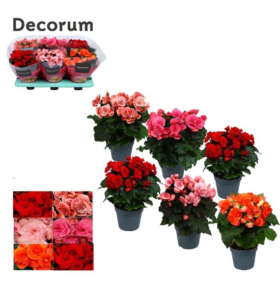 Begonija elatior du  mix Beg Du Mix 32cm 14cm Q821