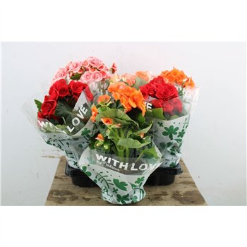 Begonija elatior du  mix Beg Du Mix 30cm 13cm Q823