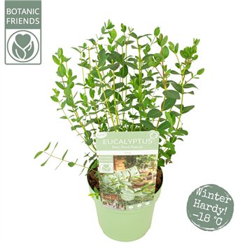 Evkaliptus parvula parvifolia Oliva 35cm 15cm Q2125