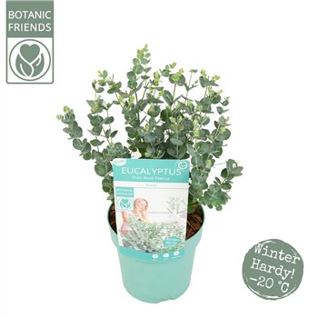 Evkaliptus gunnii azura Azura® 35cm 15cm Q2175