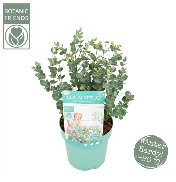 Evkaliptus gunnii azura Azura® 35cm 15cm Q2175