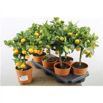 Citrus Calamondin stebl.s 45cm 15cm Q2196