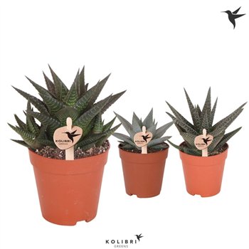 Haworthia mix Kolibri Greens Sukulente mix1 pp 18cm 9cm Q2316
