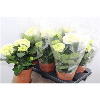 Hortenzija macr  schneeball Hydr Macr White 4+ 40cm 14cm Q2653