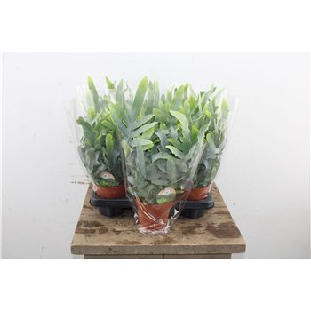 Phlebodium blue star 35cm 12cm Q4130