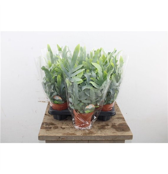 Phlebodium blue star 35cm 12cm Q4130