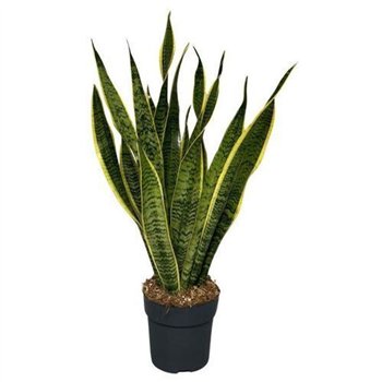 Taščin jezik - Sanseveria trifasciata laurentii Laurentii 65cm 17cm Q4990