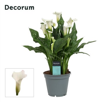 Kala crystal blush (Calla) Wit (Decorum)fl 45cm 17cm Q5120