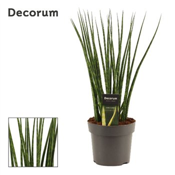 Taščin jezik - Sanseveria fernwood 14cm Decorum 45cm 14cm Q1064