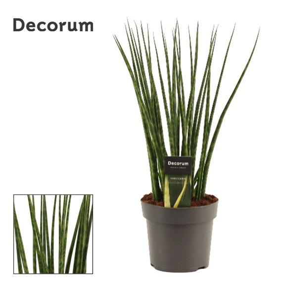Taščin jezik - Sanseveria fernwood 14cm Decorum 45cm 14cm Q1064